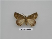 藏品(尺蛾350)的圖片